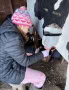 milking-a-cow